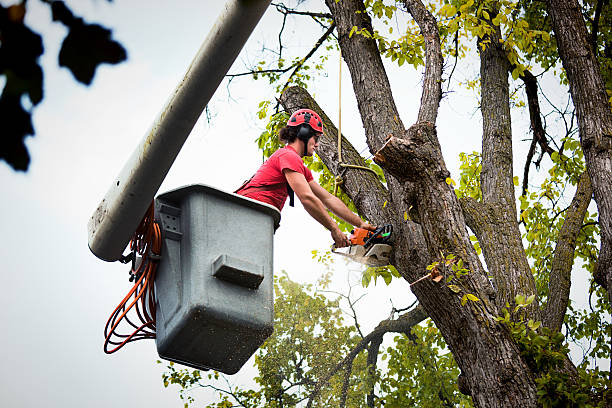 Best Tree Stump Removal  in Massanutten, VA